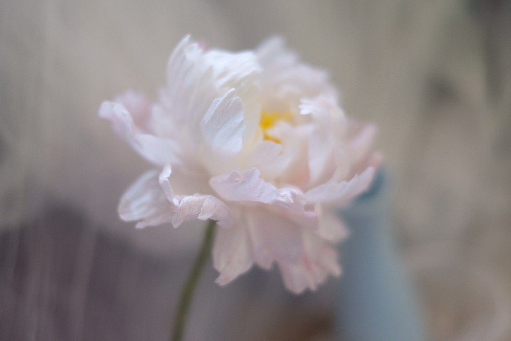 Wafer paper Peony course - Hong Kong Professional Baking and Sugar Art ...